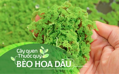 Cây quen, thuốc quý: Bèo hoa dâu