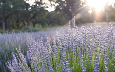 Run tay chân: Các thảo dược tốt cho hệ thần kinh