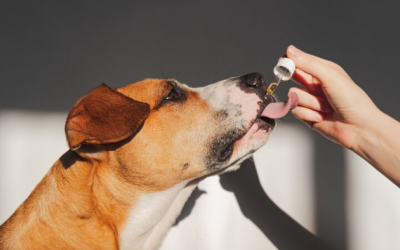 Cún cưng có cần sử dụng thực phẩm bổ sung không?