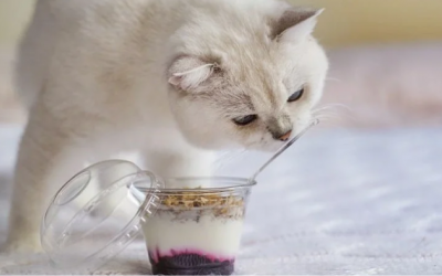 Sữa chua: Món “khoái khẩu” nhưng không dành cho mèo cưng