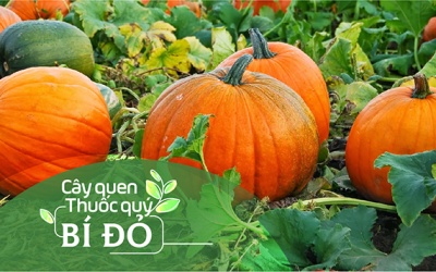 Cây quen, thuốc quý: Bí đỏ