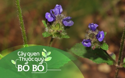 Cây quen, thuốc quý: Bồ bồ