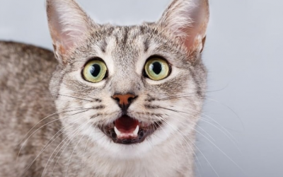 Hơi thở mèo cưng có mùi lạ, “sen” phải làm sao?