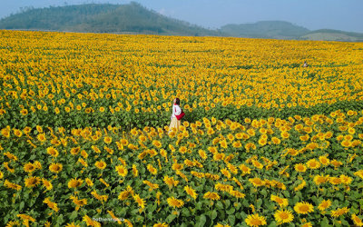 Miền Tây xứ Nghệ rực sắc hoa vàng