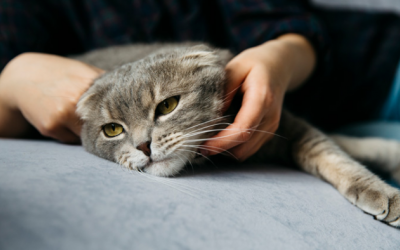 Khi mèo cưng bước vào chặng cuối cuộc đời