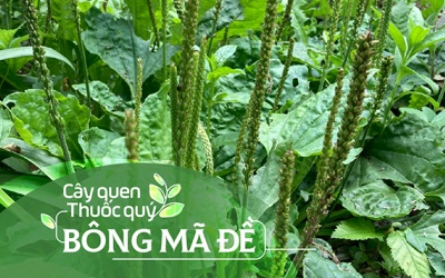 Cây quen, thuốc quý: Bông mã đề