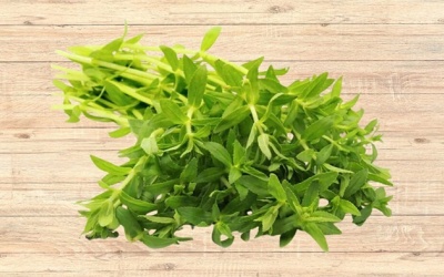 Có nên dùng rau ngổ trị sỏi mật 5,5mm không?