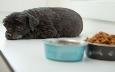 Cún cưng có thể mắc dị ứng thực phẩm không?