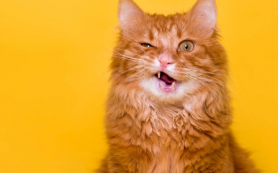 Mèo cưng sốt, vàng da coi chừng nhiễm trùng túi mật!