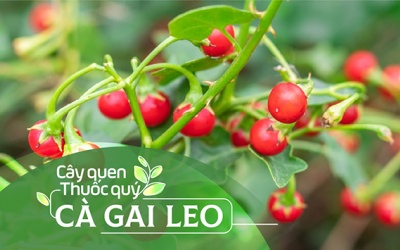 Cây quen, thuốc quý: Cà gai leo