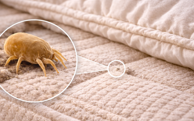 Mạt bụi nhà và nguy cơ dị ứng đường hô hấp