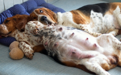 Hiện tượng mang thai giả ở cún cưng