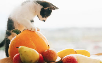 Mèo cưng có thể ăn các loại hoa quả nào?