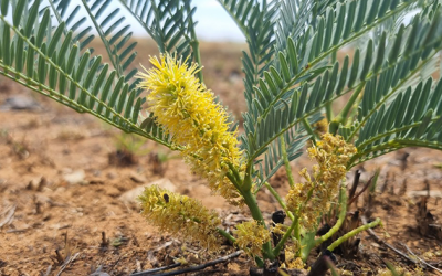 Cây thuốc bản địa Nam Phi: Vai trò với sức khỏe nam giới
