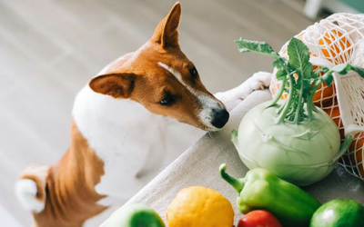 Cho cún ăn su hào được không?