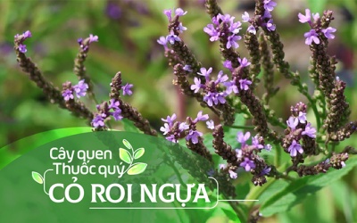 Cây quen, thuốc quý: Cỏ roi ngựa