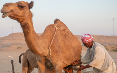 Cải thiện chất lượng hệ tiêu hoá cùng sữa lạc đà