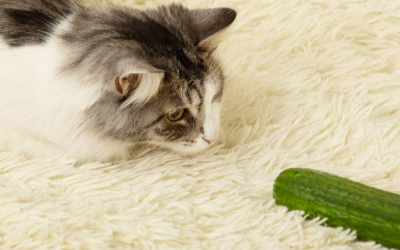 Vì sao mèo cưng lại sợ dưa chuột?