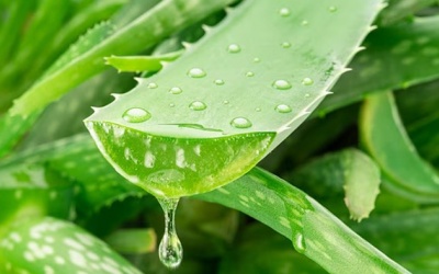 Nha đam - “Vũ khí” mới cho cuộc chiến chống Alzheimer