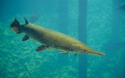 Thông tin mới về vụ 10 người ngộ độc do ăn trứng cá cảnh dịp Tết