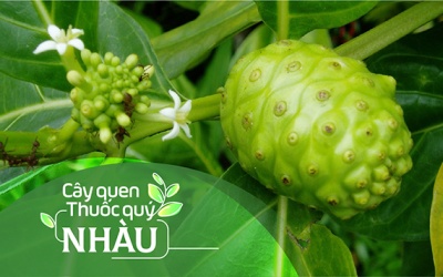 Cây quen, thuốc quý: Cây nhàu
