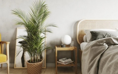 3 loại cây đặt trong nhà giúp bạn ngủ ngon hơn