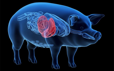 Gan lợn biến đổi gene: Giải pháp cho bệnh nhân suy gan chờ ghép tạng?