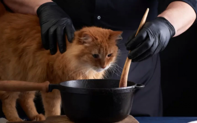 Có nên tự nấu thức ăn cho mèo?