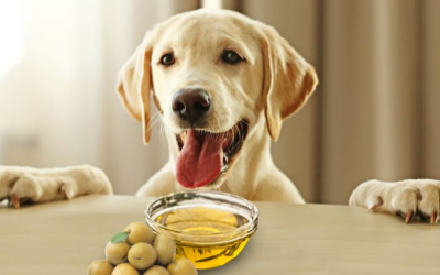 Cho cún cưng dùng dầu olive thế nào là đúng cách?
