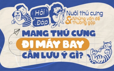 Mang thú cưng đi máy bay có được không, cần lưu ý gì?