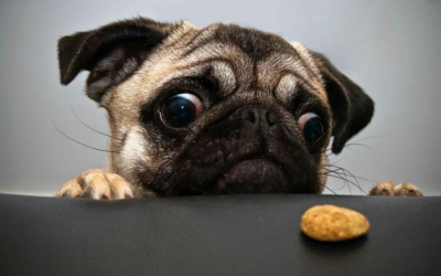 Vì sao sức khỏe đường ruột của cún cưng lại quan trọng?