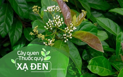 Cây quen, thuốc quý: Cây xạ đen