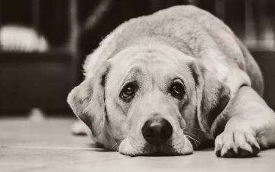 Dấu hiệu nhận biết suy giảm trí nhớ ở cún cưng