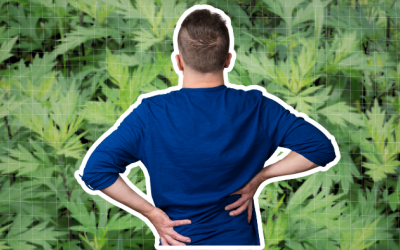 Mách bạn mẹo chữa đau lưng bằng ngải cứu đơn giản tại nhà