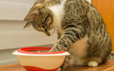 Mèo cưng nôn trớ, giảm cân, coi chừng giãn thực quản!