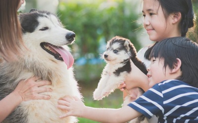 Quy tắc 3-3-3 cần biết trước khi nuôi chó