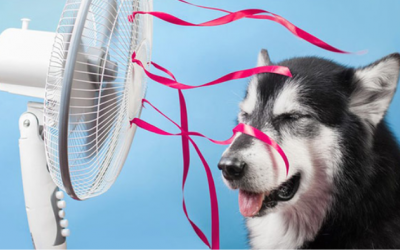 Nhiệt độ nào là quá cao với cún?