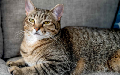 10 nguyên nhân gây tử vong đột ngột ở mèo cưng 