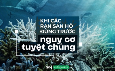Khi các rạn san hô đứng trước nguy cơ tuyệt chủng