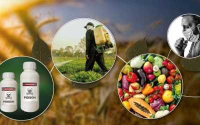 Thuốc trừ sâu có thể gây ra những ảnh hưởng gì tới sức khỏe?