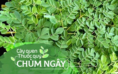 Cây quen, thuốc quý: Chùm ngây