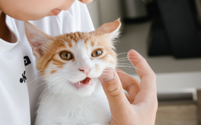 Nuôi mèo có làm bệnh hen ở trẻ trầm trọng hơn?