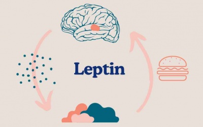 Phòng ngừa béo phì: Làm sao cải thiện tình trạng kháng leptin?