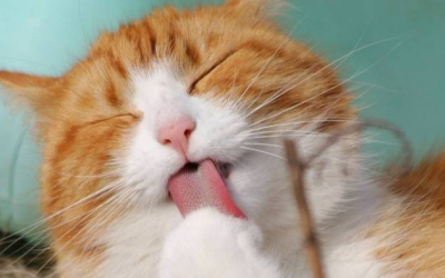 Cách mèo cưng làm mát cơ thể khi trời nóng