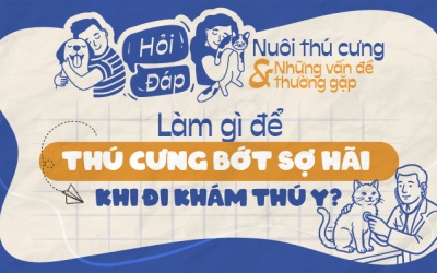 Nên làm gì để thú cưng bớt sợ hãi khi khám thú y?