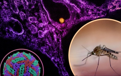Dịch virus Tây sông Nile bùng phát ở Châu Âu, WHO cảnh báo