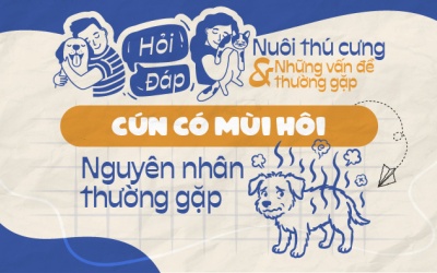Vì sao cún cưng có mùi hôi khó chịu?