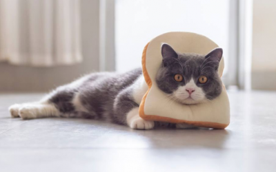 Mèo có ăn được bánh mì không?