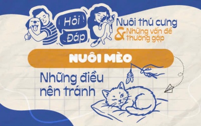 Những hành động nào có thể gây hại cho mèo?