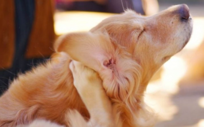 4 cách phòng ngừa ve cho thú cưng